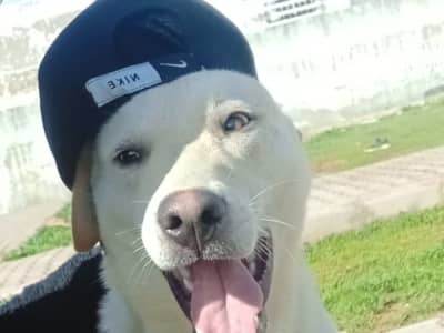 chien a vendre فنكوشة