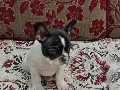 chiot bouledogue français