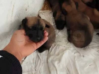 A vendre chien malinois