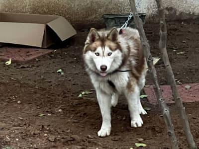 Chien husky