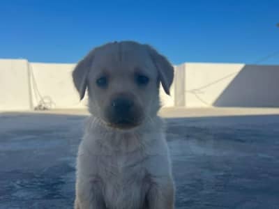 Golden Labrador retriever