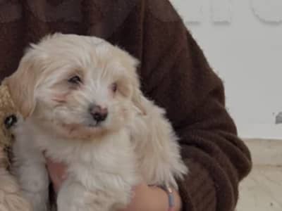 chiot caniche bichon