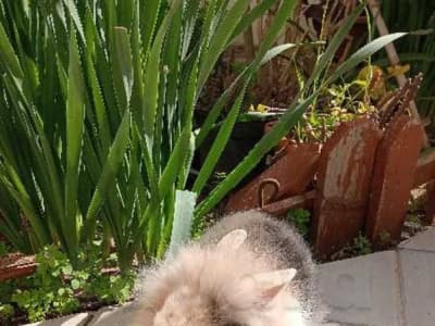 Adorable Lapin tête de Lion (35 Dt)