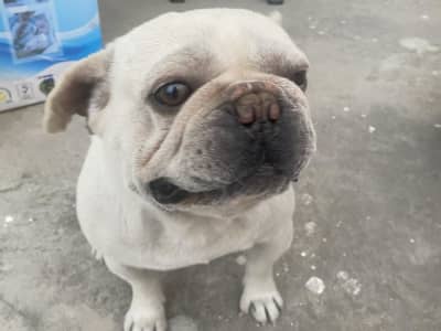 Couple Bouledogue français magnifique 