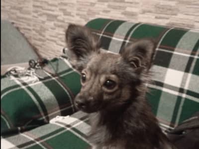 chihuahua poile long 