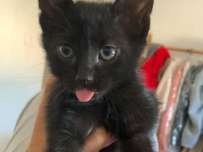 Adoption gratuite Chaton noir