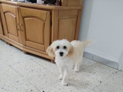 3 adorables chiots Bichon Maltais