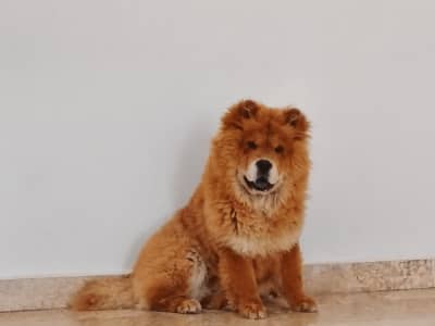Chiot Puppy puppy Chow Chow