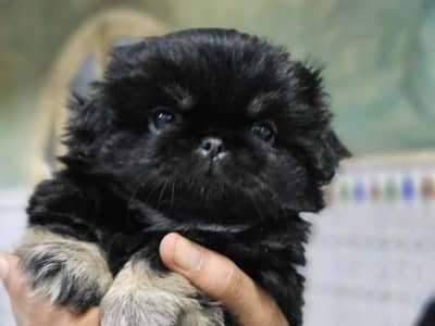 Mignon chiens 