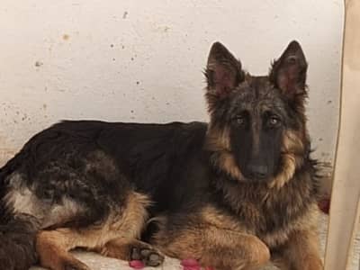 Chienne berger allemand 