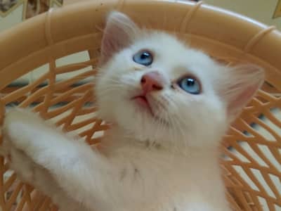 Chaton persan 
