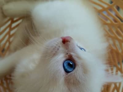 Chaton persan 