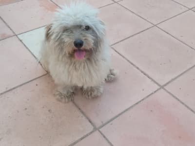 chien à vendre