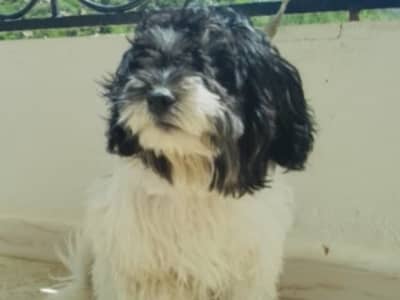 Bichon Havanais