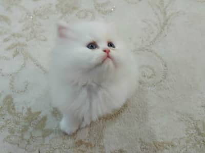 Chaton persan snow white