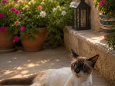 Chatte snowshoe mignanta