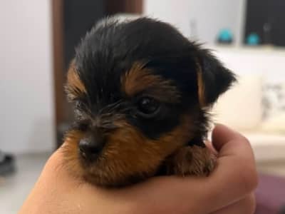 chiot yorkshire