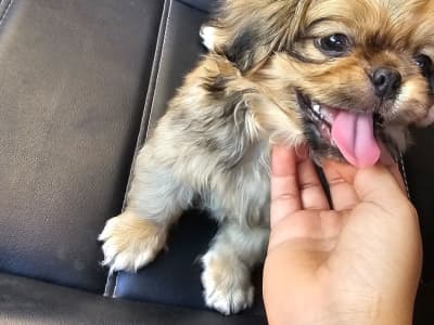 Chiot pékinois 