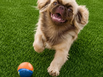 Chien Pekinois mâle 8 mois à vendre