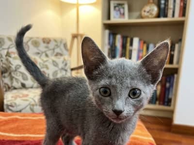  قطة أنثى رمادية صغيرة للتبنّي في ڨفصة