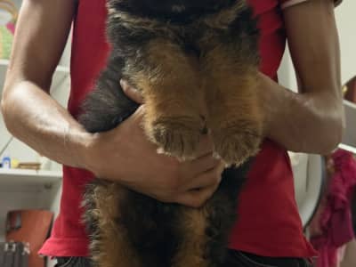 Chiot berger allemand