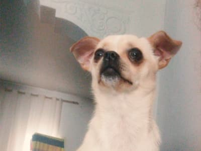chihuahua femelle
