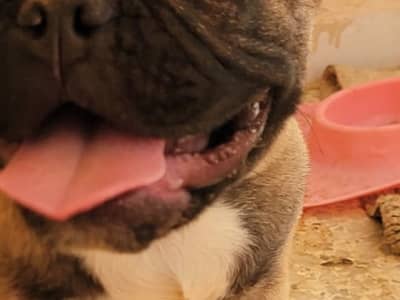 French Bulldog