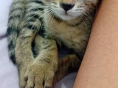 Chaton très attachant et joueur.