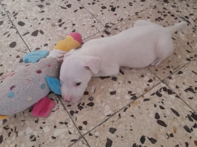 À vendre chiot Pitbull pure race