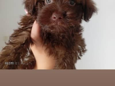 Bichon a vendre