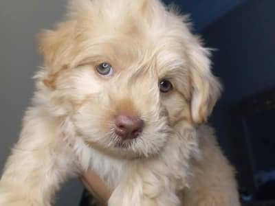 Bichon a vendre