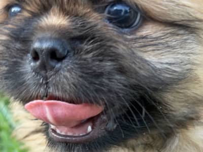 Chiots pékinois mignons