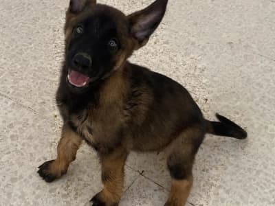 Chiots malinois