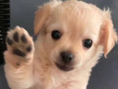 Adorable chihuahua