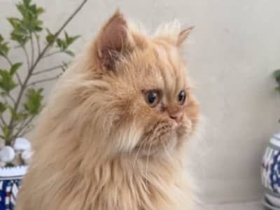 Chat persan très câlin 