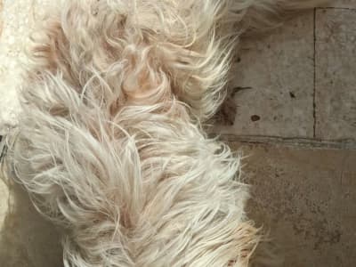 🐶 À VENDRE – Bichon Maltais
📍 Lieu : Ben Arous
Je propose à la vente un joli chien de race Bichon Maltais, âgé de 2 ans.