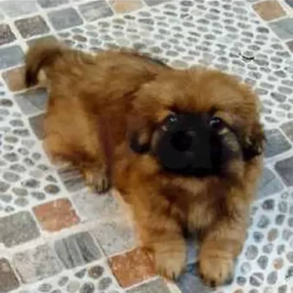 chiot pékinois mâle