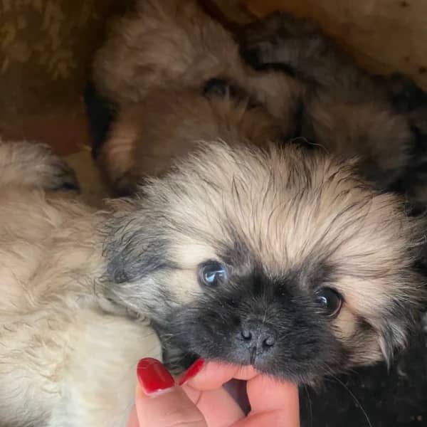 Pekinois