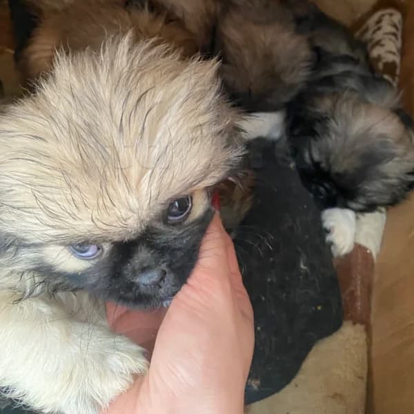 Pekinois — photo 2