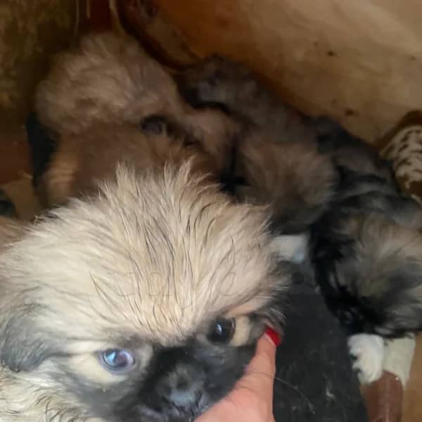 Pekinois — photo 3