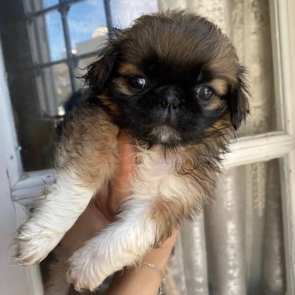 Pekinois — photo 4