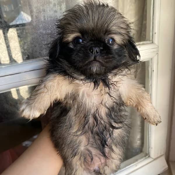 Pekinois — photo 5