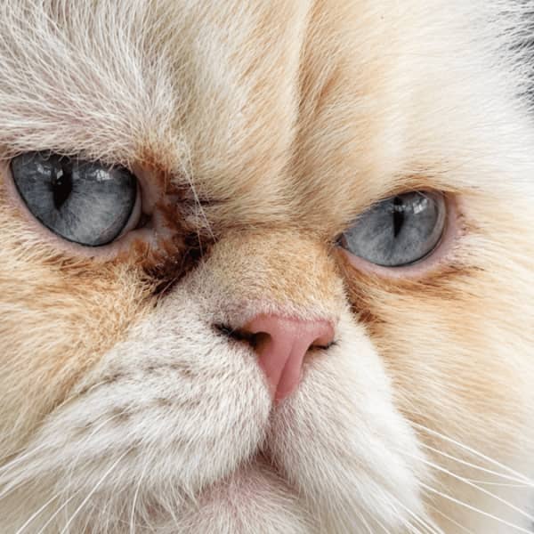 Chat persan Pink point 