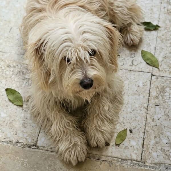 Chien bichon maltais