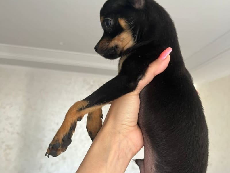 Cute Chihuahua Puppy