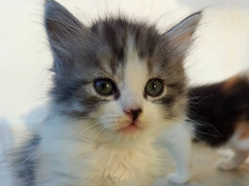 Chaton persan