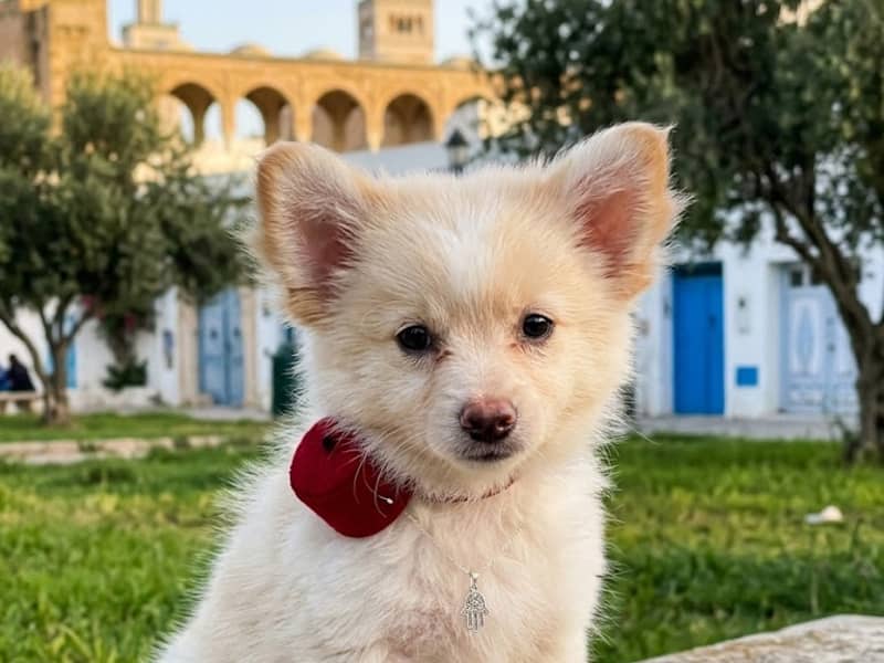 adorable spitz mix(pomeranian)