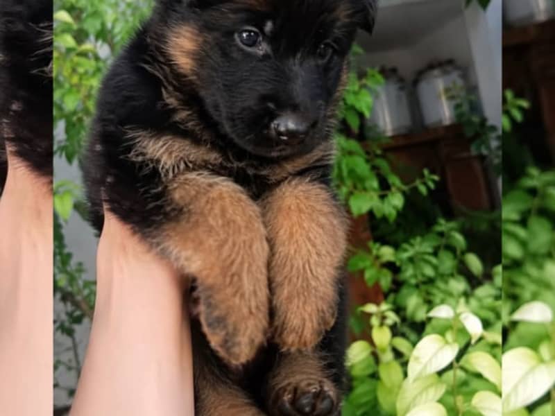 5 chiots berger allemand