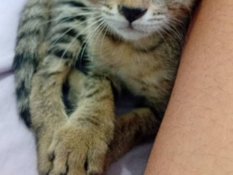 Chaton très attachant et joueur.