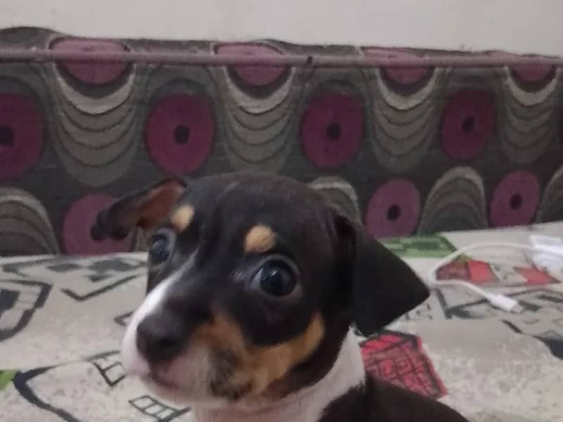 Chiot chihuahua